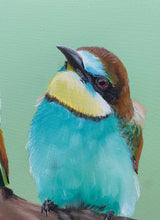 Load image into Gallery viewer, Rainbow Bee Eaters Painting 16&quot; by 20&quot; Acrylic Original