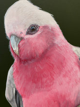 Load image into Gallery viewer, Galah Painting 16&quot; by 20&quot; Acrylic Original