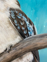 Load image into Gallery viewer, Kookaburra chilling Original Painting