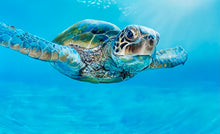 Load image into Gallery viewer, Peaceful Turtle Print (Limited Edition)