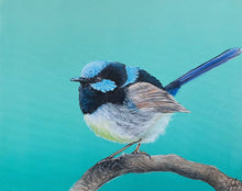 Load image into Gallery viewer, Superb Fairy-Wren Painting 16&quot; by 20&quot; Acrylic Original